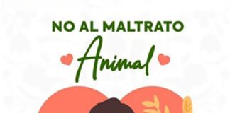 Condena Ayuntamiento de Huamantla Actos en Contra de Caninos - AlternativaTlx