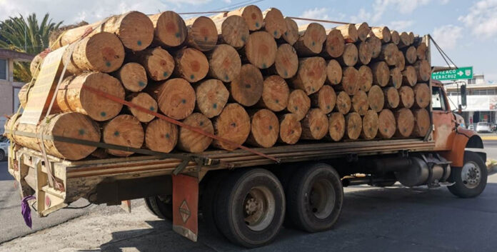 SSC Aseguró Dos Tractocamiones con Material Forestal - AlternativaTlx