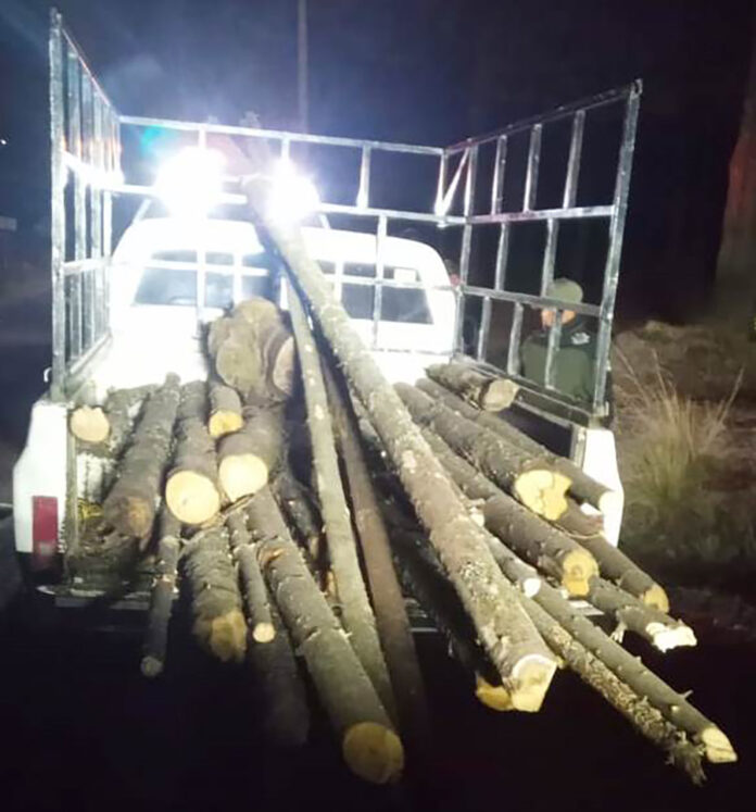 Asegura SSC Material Forestal en el Parque Nacional la Malinche y en Tlaxco - AlternativaTlx