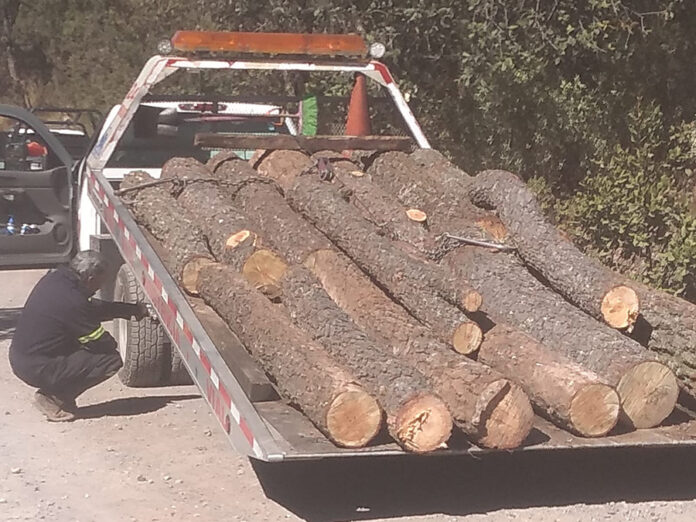 Aseguró SSC 16 Trozos de Madera Verde en Rollo - AlternativaTlx