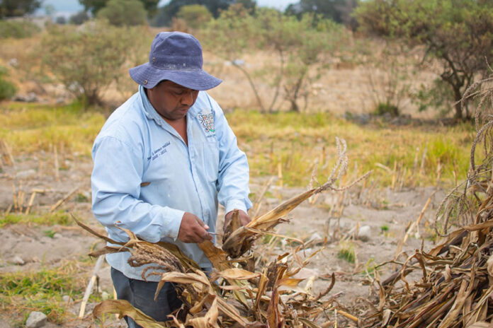 Inicia Programa de Producción para el Bienestar Verificación de Documentos en Huamantla - AlternativaTlx