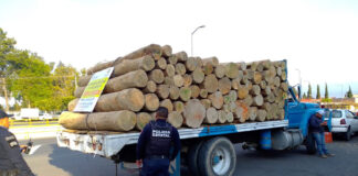 SSC Detuvo a Presunto Responsable de Transporte Ilícito de Recurso Forestal - AlternativaTlx