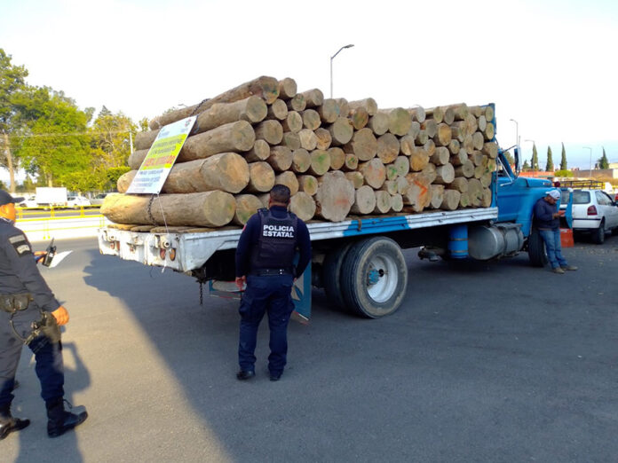 SSC Detuvo a Presunto Responsable de Transporte Ilícito de Recurso Forestal - AlternativaTlx