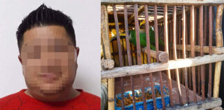 La SSC Detuvo en Autopista Amozoc - Perote a Presunto Traficante de Aves Exóticas - AlternativaTlx