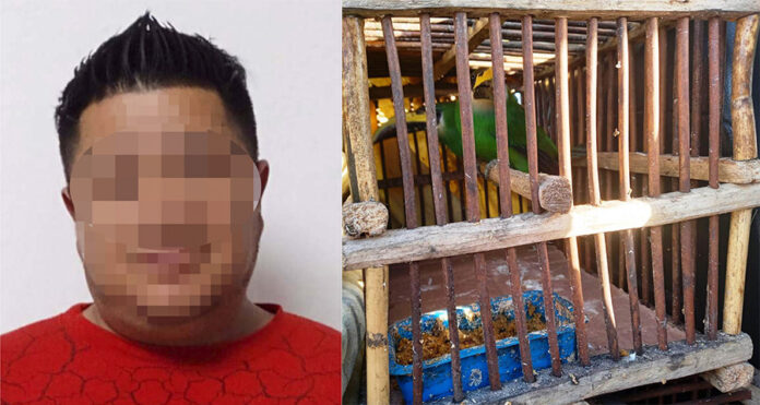 La SSC Detuvo en Autopista Amozoc - Perote a Presunto Traficante de Aves Exóticas - AlternativaTlx