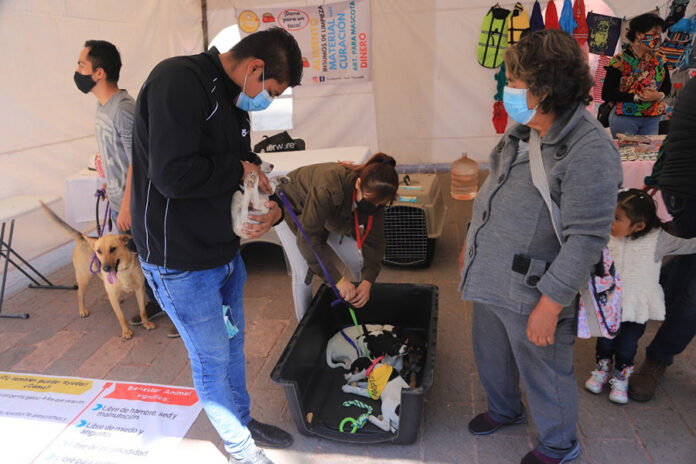 En el Día Internacional de la Familia la Secretaría de Bienestar Tlaxcala Promovió el Cuidado y Respeto Animal - AlternativaTlx