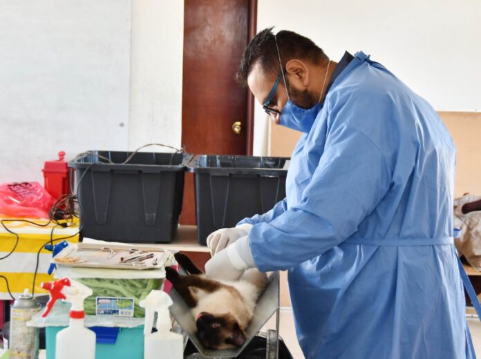 Realizará Ayuntamiento de Huamantla y SESA Jornada de Esterilización para Perros y Gatos