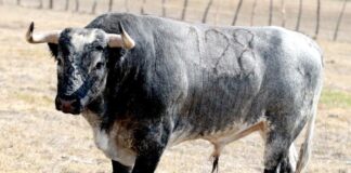 Desafío Ganadero entre Piedras Negras y De Haro para La Corrida de la Prensa 2022, en Apizaco