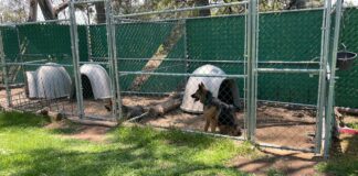 Reconocen Asociaciones al Gobierno de Tlaxcala por Acciones de Protección Animal