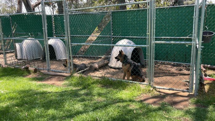 Reconocen Asociaciones al Gobierno de Tlaxcala por Acciones de Protección Animal