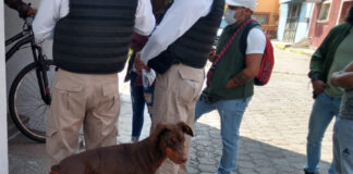 invita-propaet-a-presentar-denuncias-por-maltrato-animal - AlternativaTlx