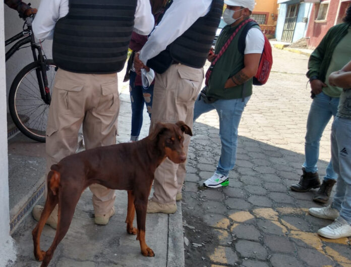 invita-propaet-a-presentar-denuncias-por-maltrato-animal - AlternativaTlx