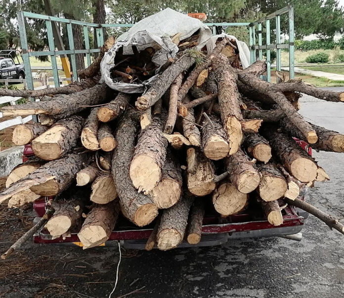 Policía Estatal Asegura Dos Camionetas Abandonadas con Material Forestal - AlternativaTlx