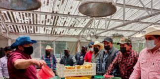 Impulsa SIA e INIFAP la Producción de Papa en Tlaxcala con Semillas Mejoradas