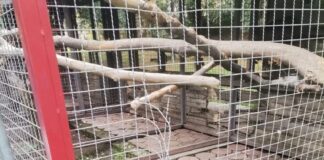 Denuncian Ante FGR Desaparición de Guacamaya del Zoológico del Altiplano