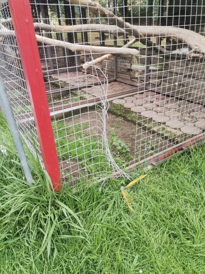 Denuncian Ante FGR Desaparición de Guacamaya del Zoológico del Altiplano