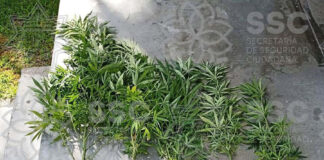 Asegura Ssc Cinco Plantas de Marihuana - AlternativaTlx