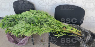 Asegura Ssc Planta de Marihuana en Apizaco - Alternativatlx