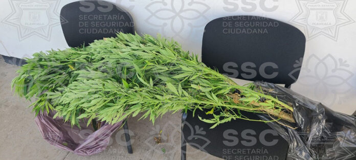 Asegura Ssc Planta de Marihuana en Apizaco - Alternativatlx