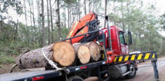 Aseguró SSC Tres Rollos de Madera Verde en Tlaxco - AlternativaTlx