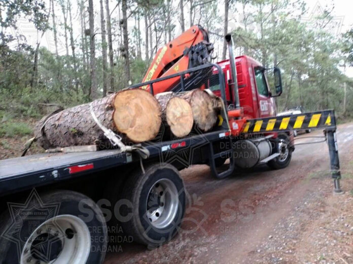 Aseguró SSC Tres Rollos de Madera Verde en Tlaxco - AlternativaTlx