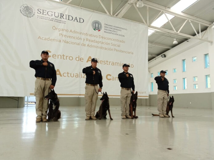 Obtienen Binomios Caninos Certificación para Detectar Fentanilo - AlternativaTlx