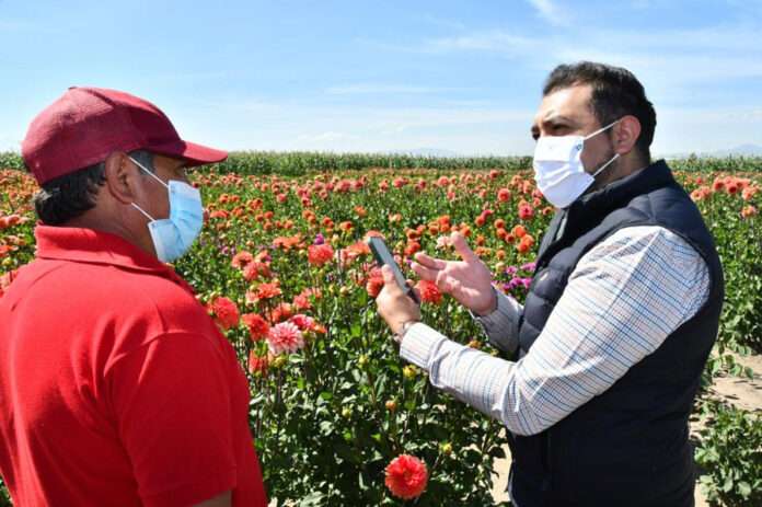 Vamos a Consolidar Proyectos a Favor de los Productores de la Dalia: Santos Cedillo - AlternativaTlx