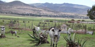 ITDT Busca Fortalecer la Tauromaquia en el Estado