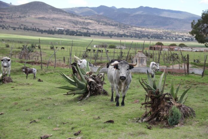 ITDT Busca Fortalecer la Tauromaquia en el Estado