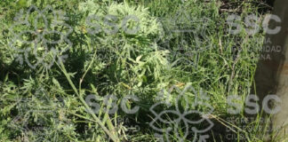 Asegura SSC Plantas de Marihuana en Apizaco - AlternativaTlx