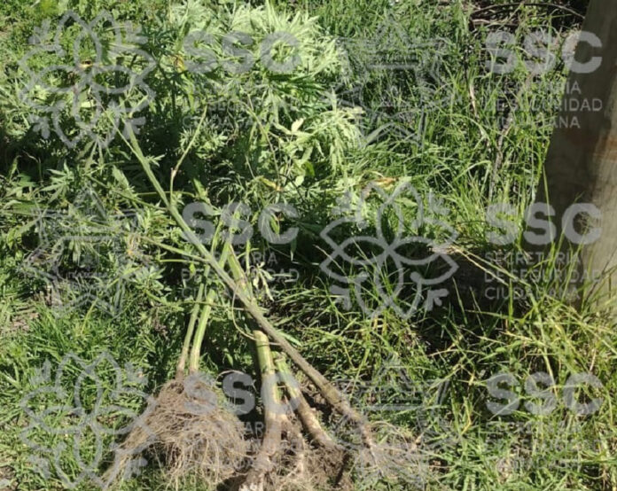 Asegura SSC Plantas de Marihuana en Apizaco - AlternativaTlx
