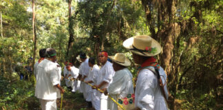 La Secretaría de Cultura Federal Enaltece la Danza Ritual de los Voladores con la Siembra del Palo Volador en el Complejo Cultural Los Pinos - AlternativaTlx