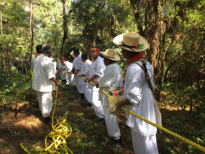 La Secretaría de Cultura Federal Enaltece la Danza Ritual de los Voladores con la Siembra del Palo Volador en el Complejo Cultural Los Pinos - AlternativaTlx