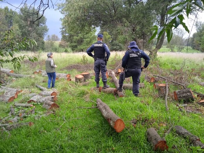 SSC y PROFEPA Realizan Operativo en la Malinche - AlternativaTlx