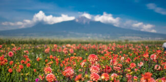 Es la Flor de Dalia que se Produce en Huamantla Patrimonio Cultural Inmaterial de Tlaxcala - AlternativaTlx