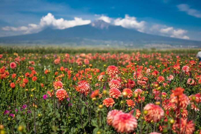 Es la Flor de Dalia que se Produce en Huamantla Patrimonio Cultural Inmaterial de Tlaxcala - AlternativaTlx