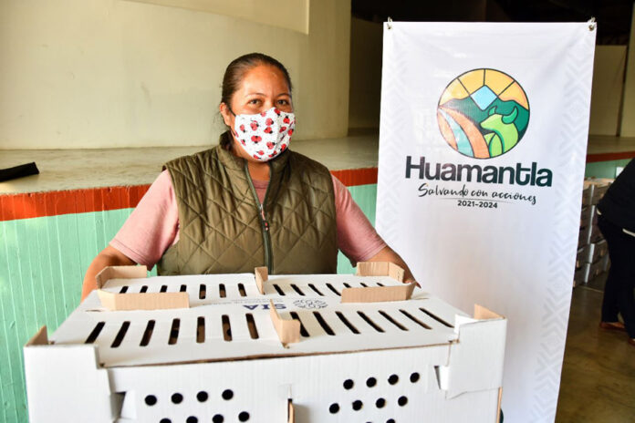 160 Familias de Huamantla Fortalecen su Alimentación y Economía con Aves de Traspatio - AlternativaTlx