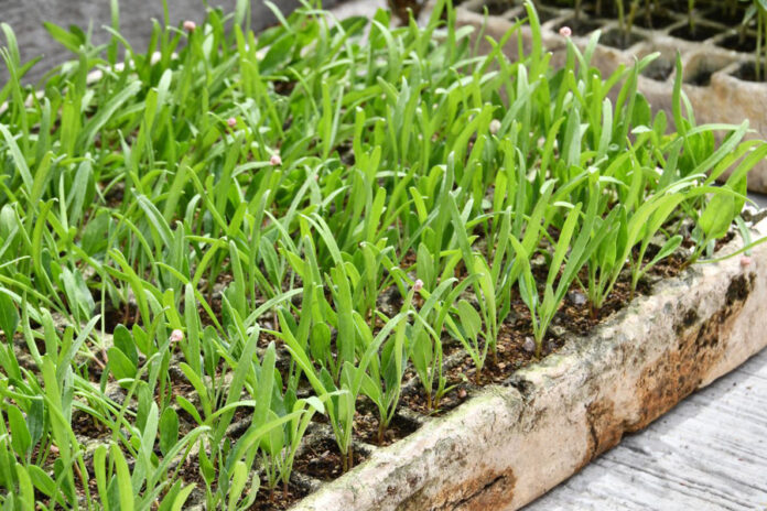 Invita SMDIF Huamantla al Taller “Salvando la Salud con Plantas Medicinales” - AlternativaTlx