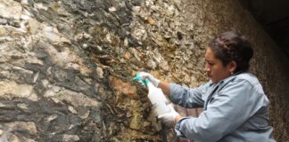 El Promeza Contribuye a Preservar Icónicas Estructuras de la Zona Arqueológica de Dzibilchaltún, en Yucatán - AlternativaTlx