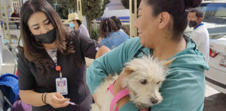 Tendrá Huamantla Jornada de Vacunación Antirrábica Canina y Felina - AlternativaTlx