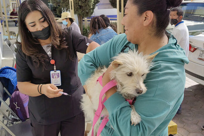 Tendrá Huamantla Jornada de Vacunación Antirrábica Canina y Felina - AlternativaTlx