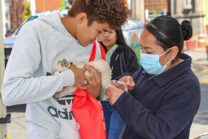 Últimos Días de Vacunación Antirrábica Canina y Felina en el Parque Juárez y Centro de Salud Urbano de Huamantla - AlternativaTlx