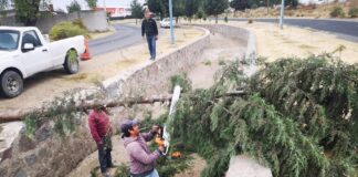Atiende Oportunamente Protección Civil y Seguridad de Huamantla Afectaciones por Fuertes Vientos - AlternativaTlx