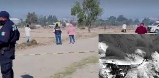 Hallan Cuerpo Semi Enterrado en Teolocholco - AlternativaTlx