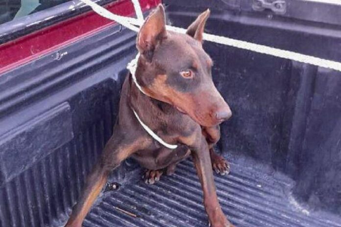 Firma Propietario de Can Agresivo Responsiva con la Unidad Canina de Huamantla - AlternativaTlx