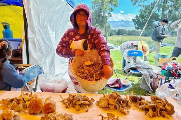 Anuncia Salvador Santos Cedillo Segunda Edición del Festival Gastronómico del Hongo - AlternativaTlx