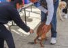 Invita Ayuntamiento a Últimos Días de Vacunación Antirrábica Canina y Felina en Huamantla - AlternativaTlx