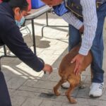 Invita Ayuntamiento a Últimos Días de Vacunación Antirrábica Canina y Felina en Huamantla - AlternativaTlx