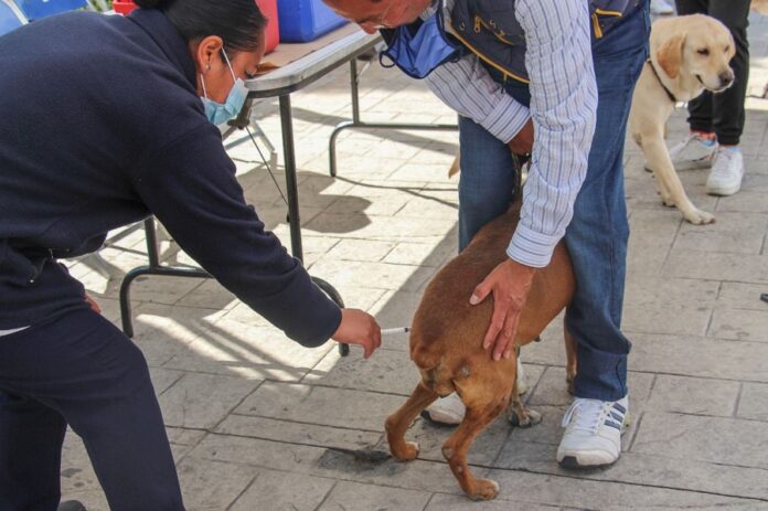 Invita Ayuntamiento a Últimos Días de Vacunación Antirrábica Canina y Felina en Huamantla - AlternativaTlx Invita Ayuntamiento a Últimos Días de Vacunación Antirrábica Canina y Felina en Huamantla - AlternativaTlx