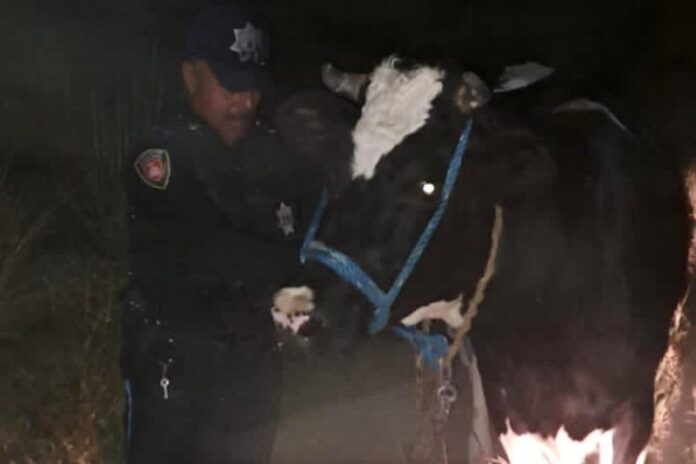 Recupera Policía de Huamantla Ganado Bovino Tras Operativo en el Carmen Xalpatlahuaya - AlternativaTlx